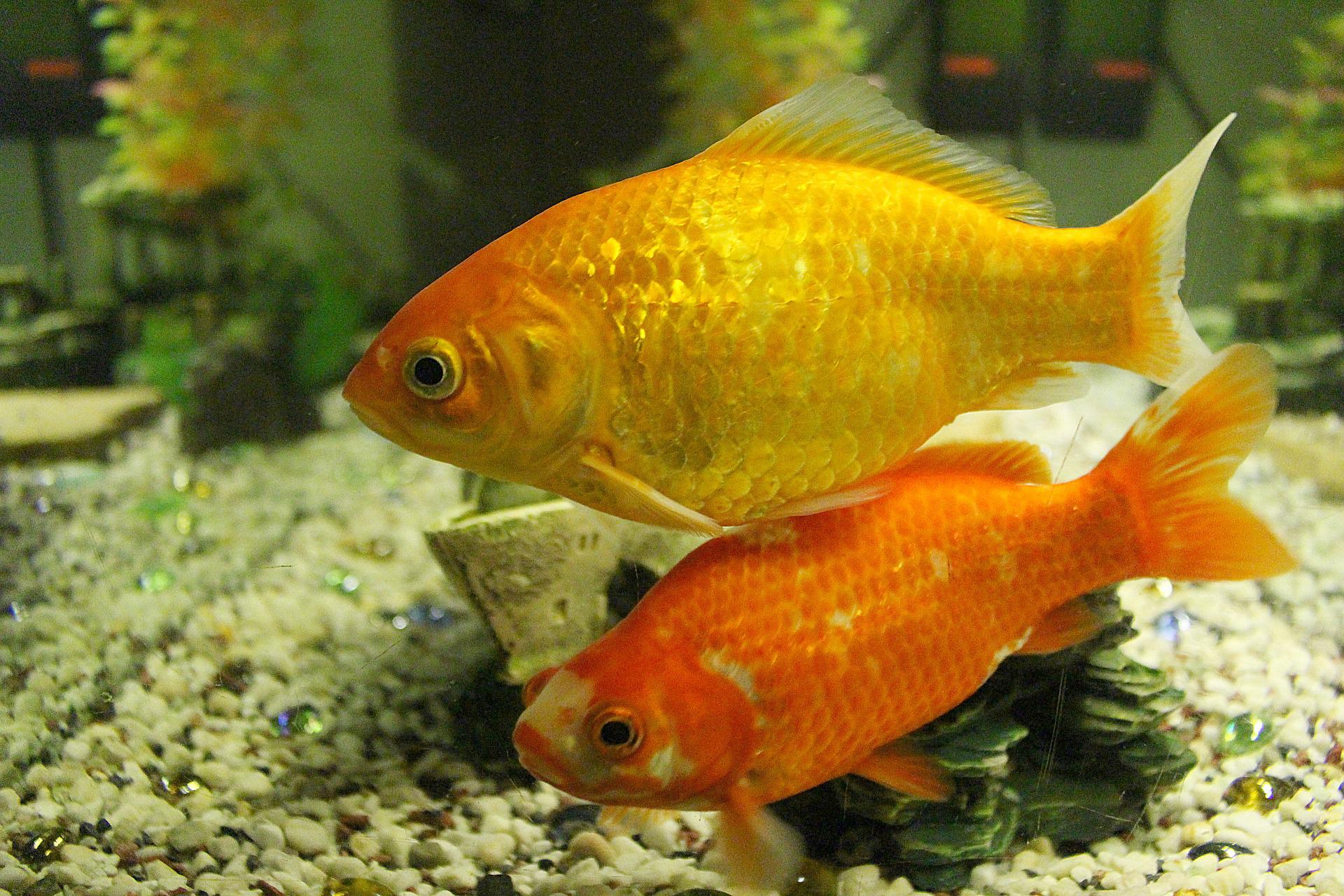 寵物魚隨便放生?小小金魚也有可能變成巨獸