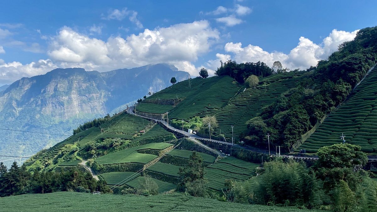 阿里山茶海來襲,從茶體驗走入嘉義高山茶都 阿里山茶海來襲,從茶體驗走入嘉義高山茶都