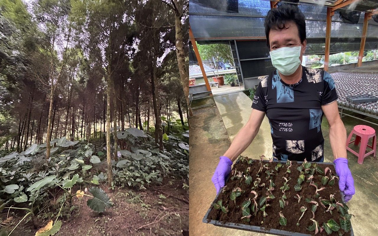 臺灣真有土匪山!? 嘉義林管處邀您一起土匪從良「樂活當金主」 臺灣真有土匪山!? 嘉義林管處邀您一起土匪從良「樂活當金主」