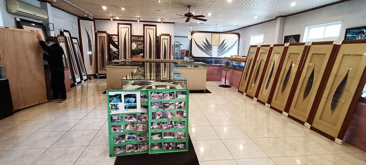 影音/比熊貓還珍貴 蘇澳碧涵軒冠青鸞和青鸞讓人驚艷 影音/比熊貓還珍貴 蘇澳碧涵軒冠青鸞和青鸞讓人驚艷