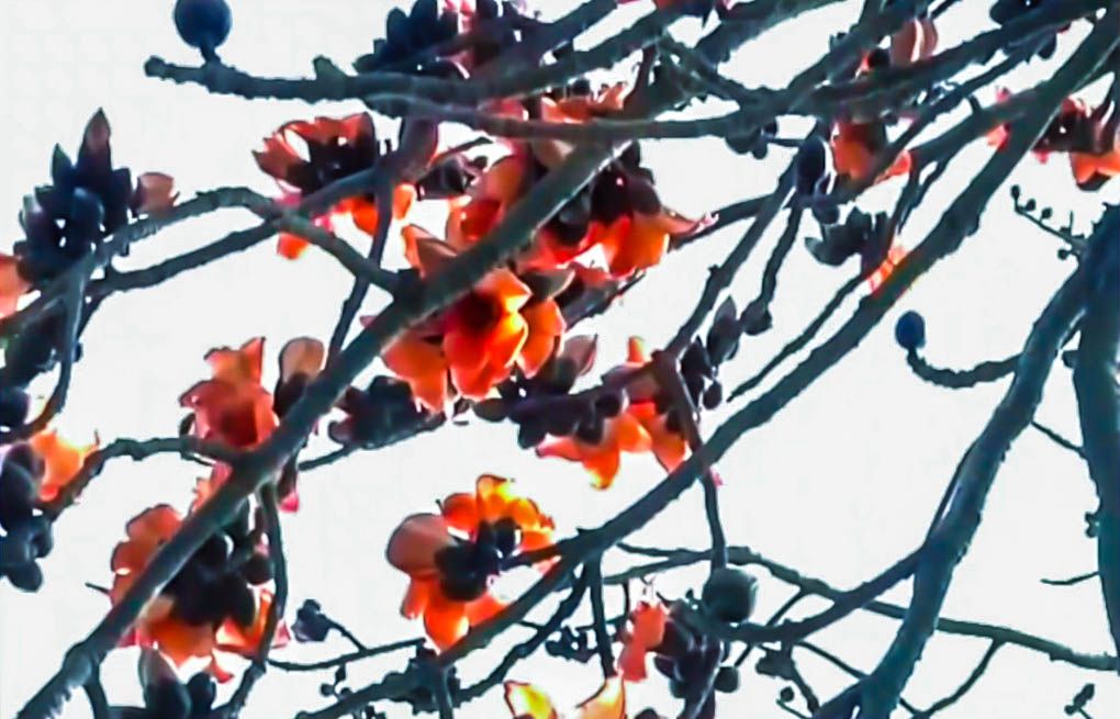 影音/相約三月 竹塘鄉木棉花紅毯下的星光 影音/相約三月 竹塘鄉木棉花紅毯下的星光