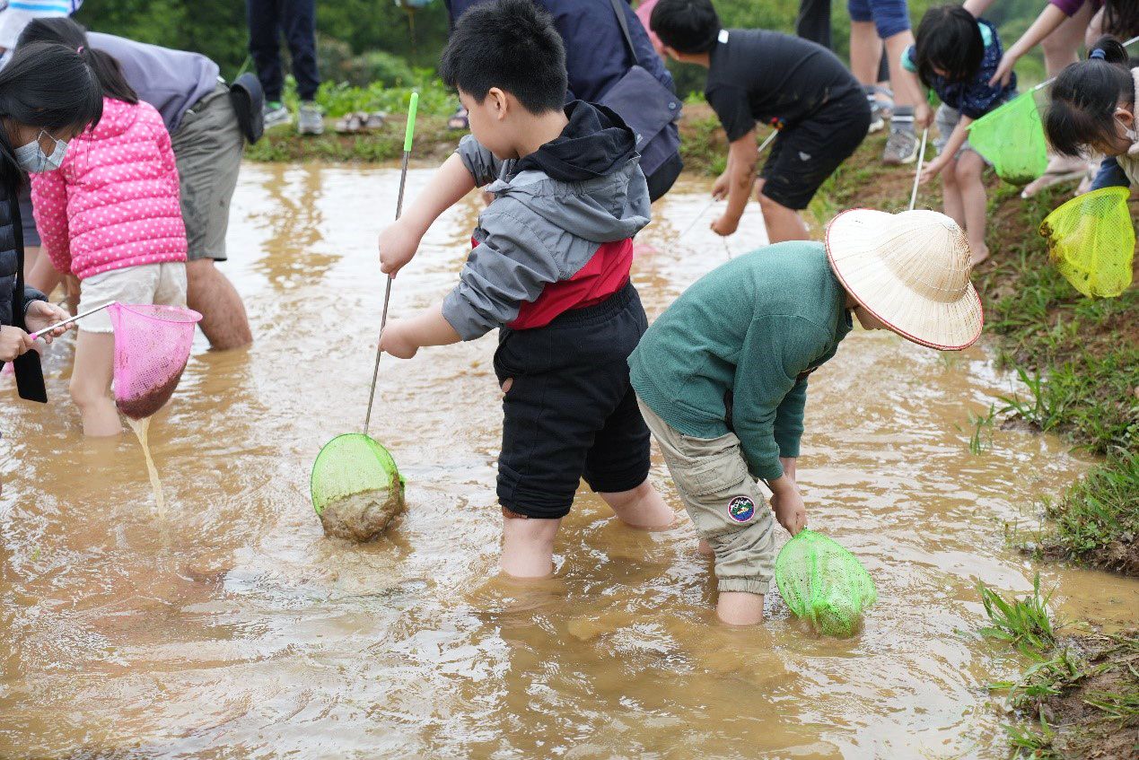 百年古圳滋潤山水田好「young」子  鵝尾山插秧季 百年古圳滋潤山水田好「young」子  鵝尾山插秧季
