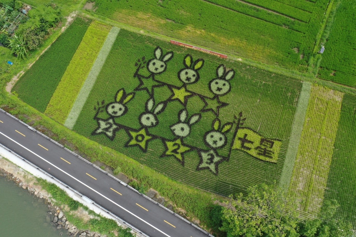 「玉兔迎新 春耕迎好運」關渡平原彩繪田 迎來最佳觀賞期 「玉兔迎新 春耕迎好運」關渡平原彩繪田 迎來最佳觀賞期