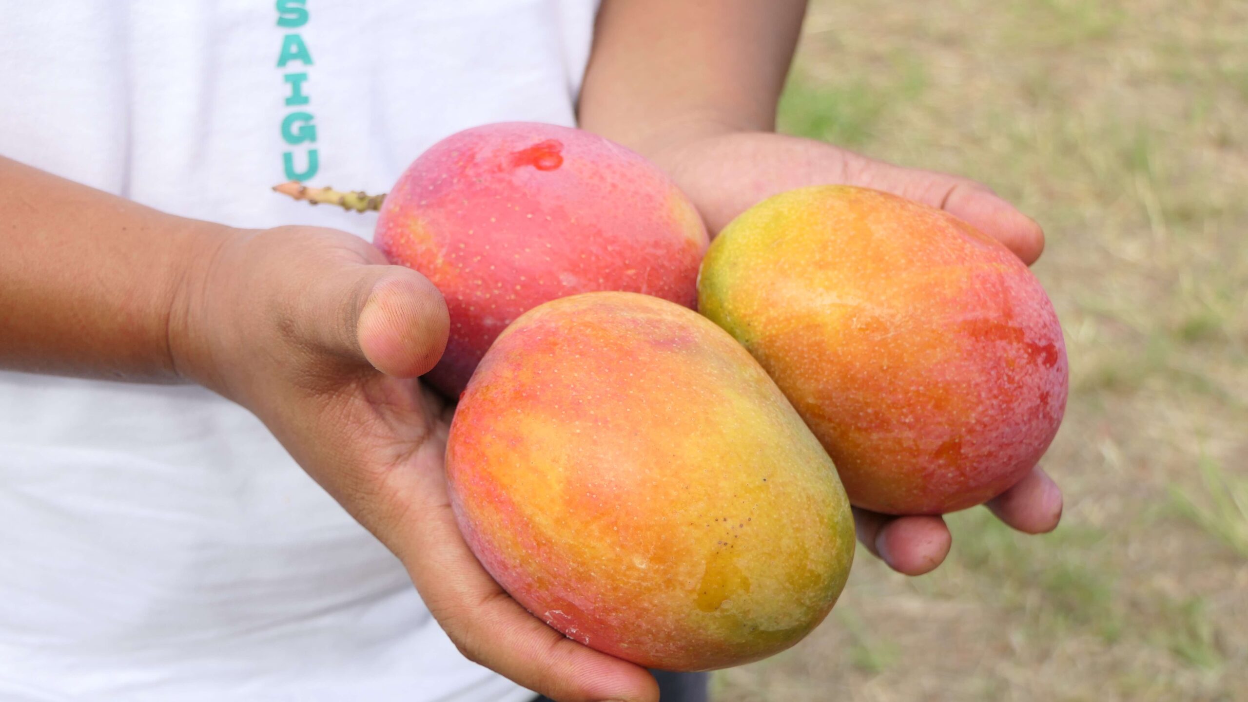 香甜愛文芒果與超chill音樂會嗨翻屏東縣獅頭山廣場 ! 香甜愛文芒果與超chill音樂會嗨翻屏東縣獅頭山廣場 !