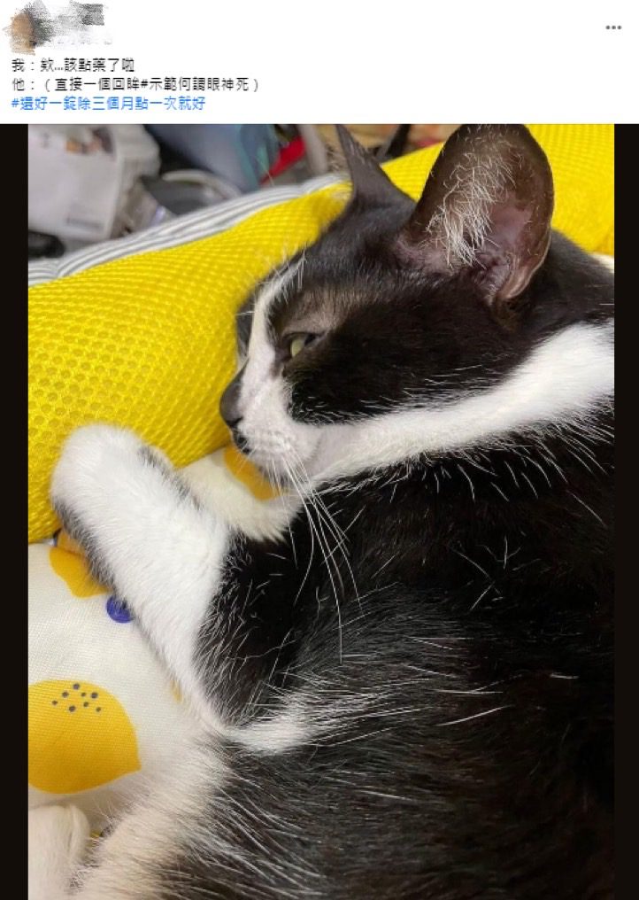 貓奴心聲!貓皇「回眸眼神死」笑翻網友:真的會走心 貓奴心聲!貓皇「回眸眼神死」笑翻網友:真的會走心