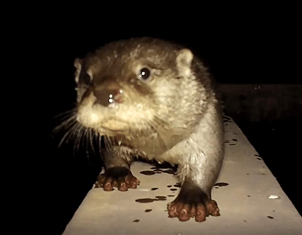 與水獺共存!金門縣政府打造水獺友善社區 與水獺共存!金門縣政府打造水獺友善社區