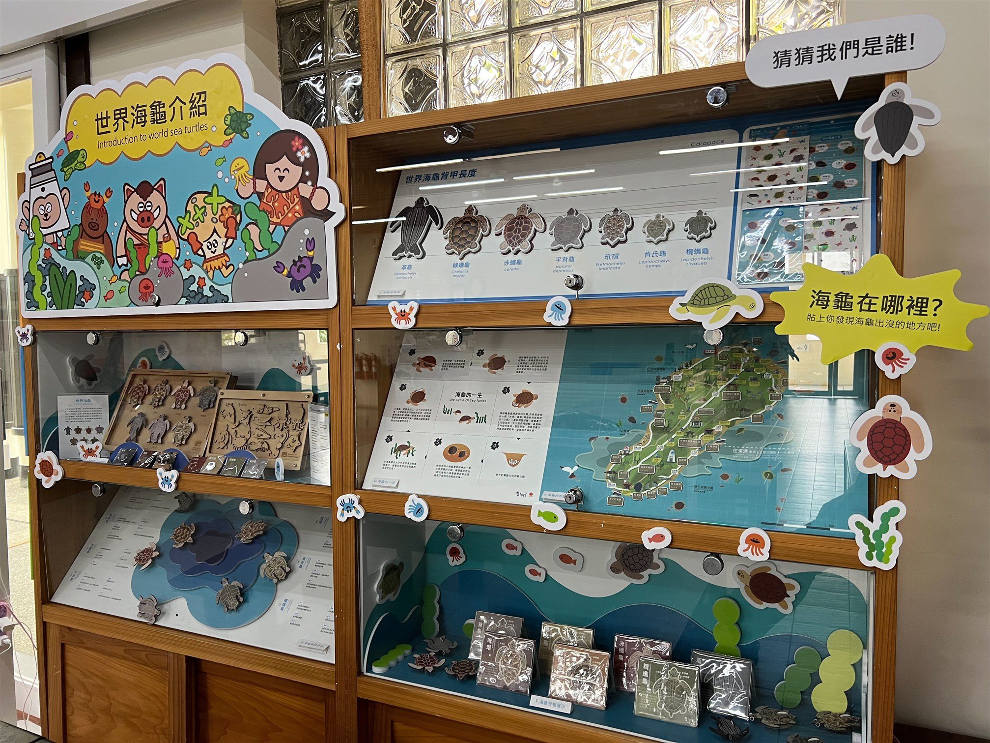 小琉球遊客中心打造「世界海龜介紹」櫥窗 呼籲參與海洋保護 小琉球遊客中心打造「世界海龜介紹」櫥窗 呼籲參與海洋保護