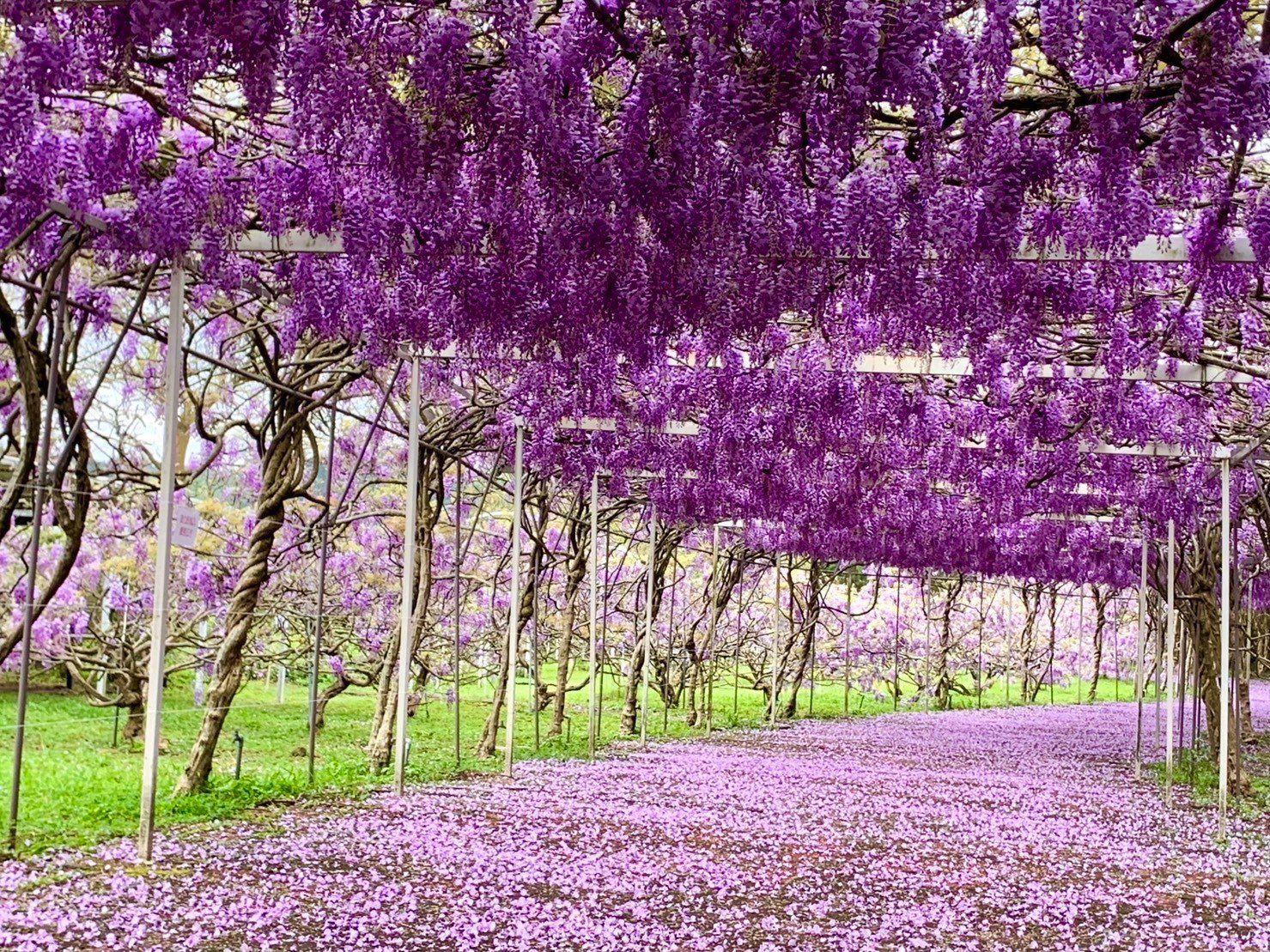 萬花在淡水爭艷!將捷金鬱金香酒店淡水小旅行加開紫藤花專車 萬花在淡水爭艷!將捷金鬱金香酒店淡水小旅行加開紫藤花專車