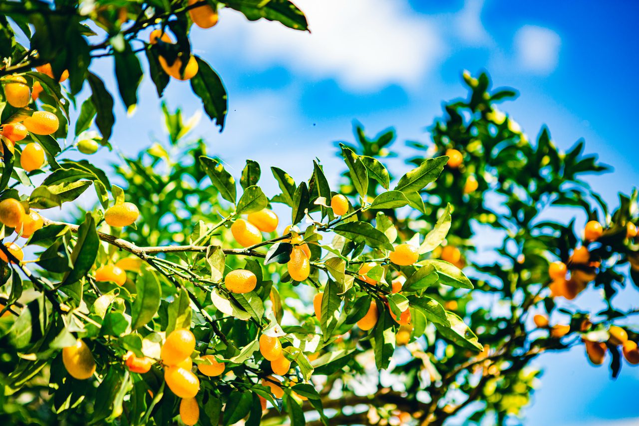 宜蘭竄紅微醺酒香森林秘境 春季最適合上班族的療癒系景點 宜蘭竄紅微醺酒香森林秘境 春季最適合上班族的療癒系景點
