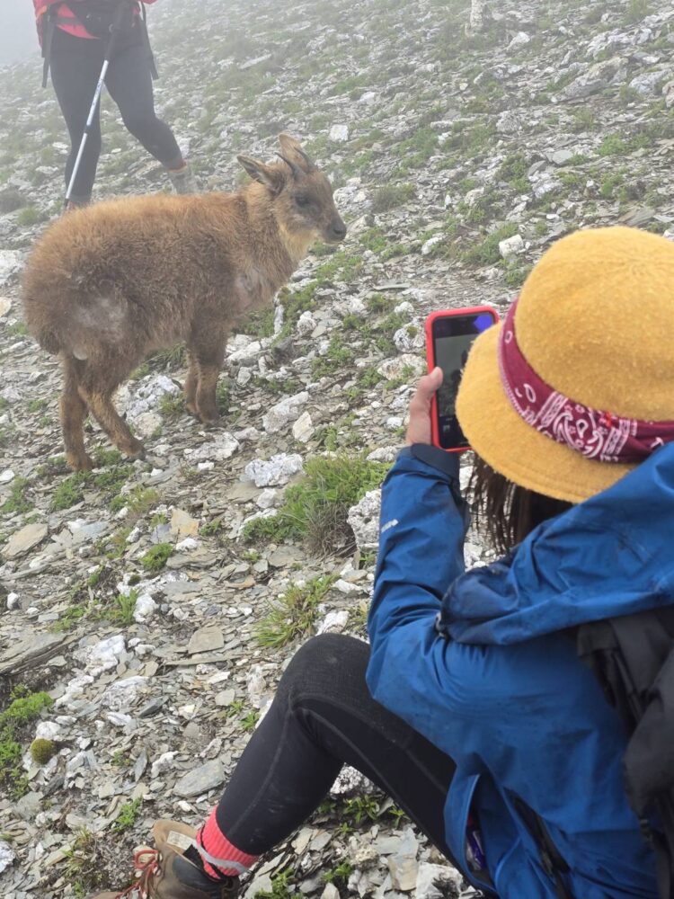 影音/奇萊北峰長鬃山羊不怕人 山友驚喜拍照 影音/奇萊北峰長鬃山羊不怕人 山友驚喜拍照