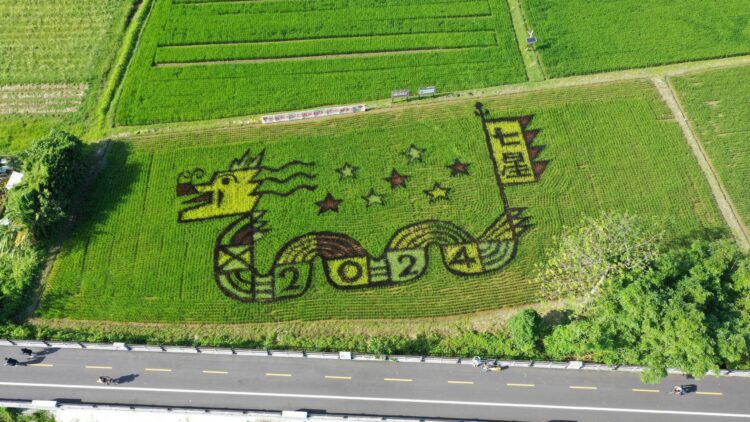 彩繪田「龍來好運」已進入最佳觀賞期 快來一起看滿載七星好運的一條龍 彩繪田「龍來好運」已進入最佳觀賞期 快來一起看滿載七星好運的一條龍