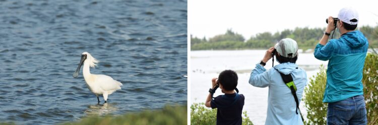 全臺唯一24小時觀鳥活動!臺灣國際觀鳥馬拉松8/28開始報名 全臺唯一24小時觀鳥活動!臺灣國際觀鳥馬拉松8/28開始報名