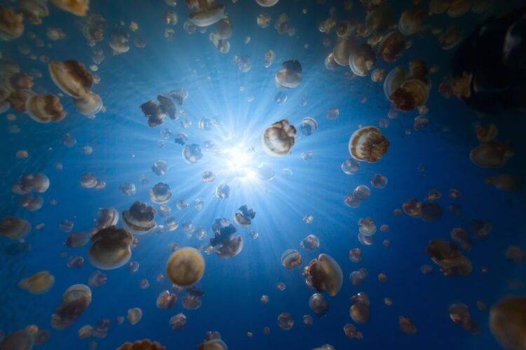 極致帛琉海洋天堂 華航每週4班獨家直飛 極致帛琉海洋天堂 華航每週4班獨家直飛