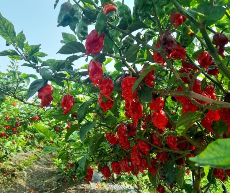 台灣辣椒粉進口檢驗不合格引發供應短缺 台東本土辣椒醬公司助餐飲業應對 台灣辣椒粉進口檢驗不合格引發供應短缺 台東本土辣椒醬公司助餐飲業應對