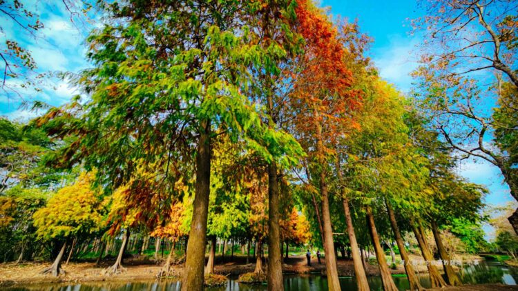 影音╱落羽松秘境與油菜花田 嘉義太保成打卡勝地 影音╱落羽松秘境與油菜花田 嘉義太保成打卡勝地