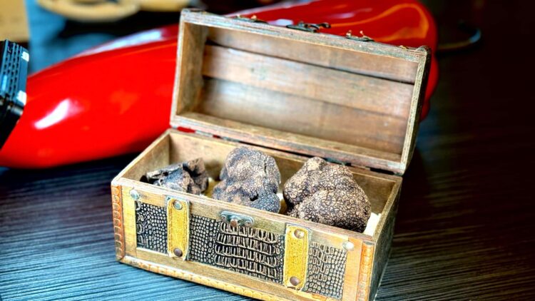 北投三二行館黑松露季開跑　晶泉丰旅花IN台北走春