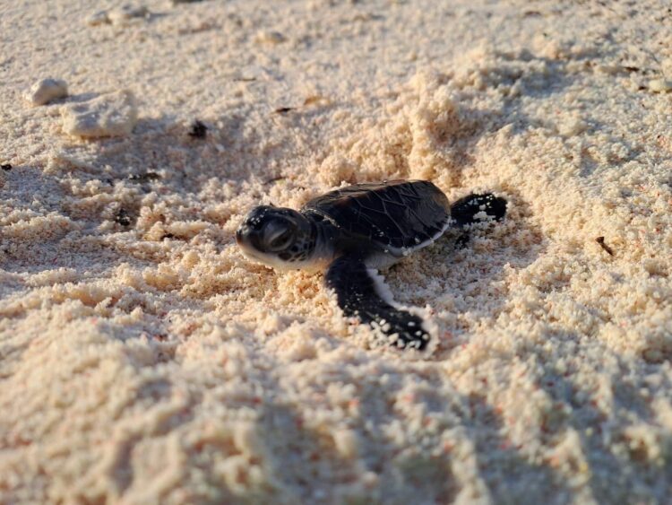 影音╱海龜寶寶出生熱點 南沙太平島綠蠵龜卵窩數創新高 影音╱海龜寶寶出生熱點 南沙太平島綠蠵龜卵窩數創新高