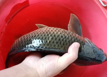 影音╱春暖花開野鯉魚交配期　宜蘭田間圳溝常見受困魚群