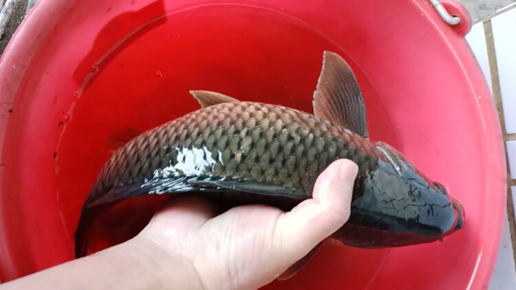 影音╱春暖花開野鯉魚交配期　宜蘭田間圳溝常見受困魚群