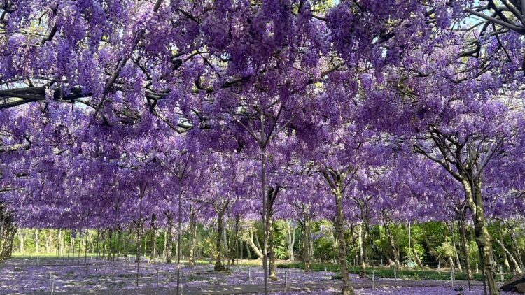 淡水賞花正是時候 入住將捷金鬱金香酒店享專車服務 淡水賞花正是時候 入住將捷金鬱金香酒店享專車服務
