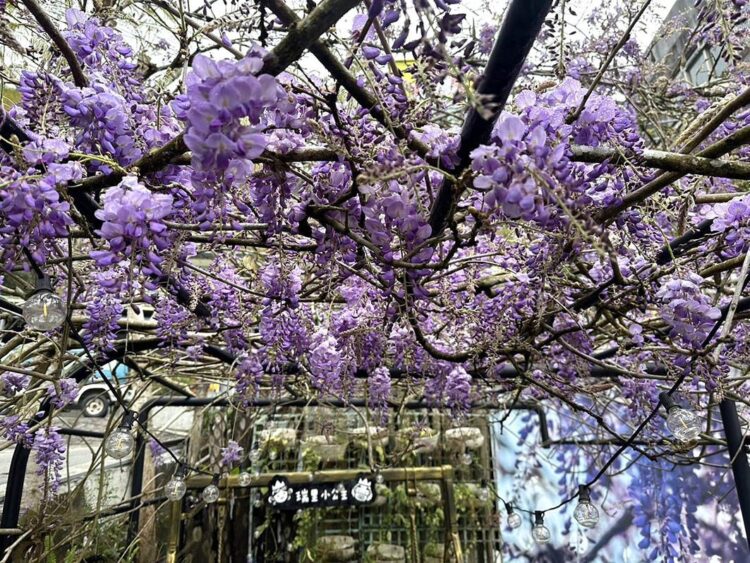 瑞里紫藤花盛開中　快閃演唱會與春日市集熱鬧登場