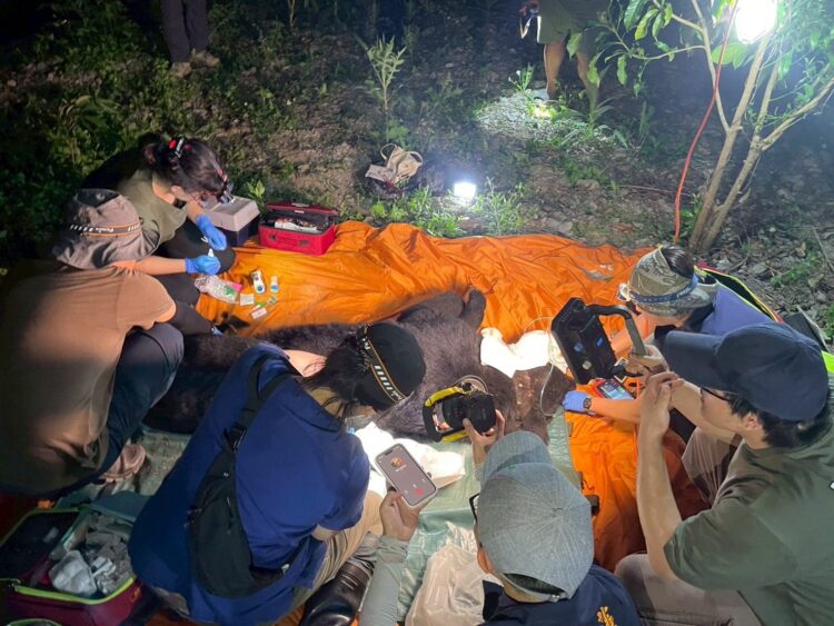 影音/卓溪黑熊作勢攻擊 巡護隊員開槍防衛黑熊送醫不治