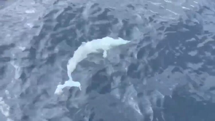 影音/白化飛旋海豚現身龜山島海域 遊客超驚喜