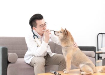 毛孩眼睛退化不可逆！獸醫師曝眼疾警訊與保養關鍵