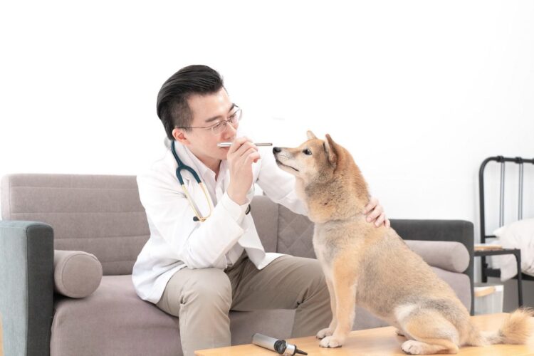 毛孩眼睛退化不可逆！獸醫師曝眼疾警訊與保養關鍵
