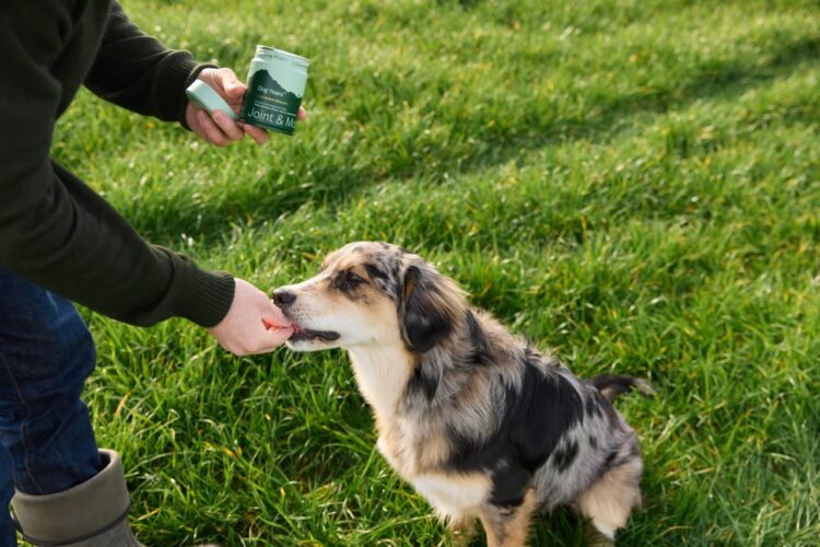 給毛孩堅持最好的！道格Dog Years 攜紐西蘭原裝含「A+頂級鹿茸、再生羊毛角蛋白」頂級成分產品登台　引爆寵物圈話題