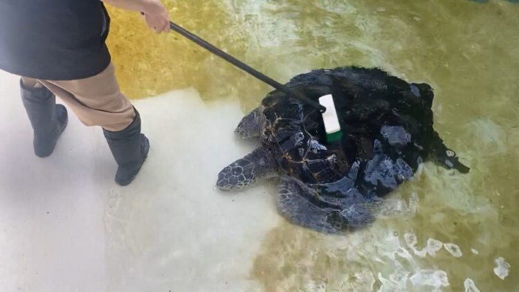 影音／工作人員清掃水池　海龜跑來討刷背背