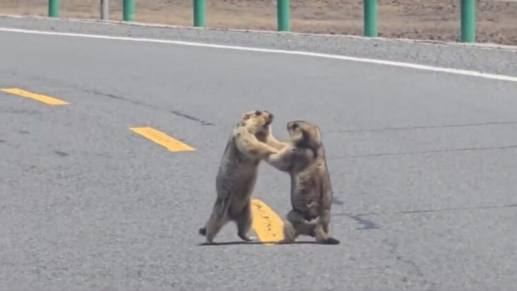 影音／只因兩隻土撥鼠馬路中間打架　一排車子無奈等
