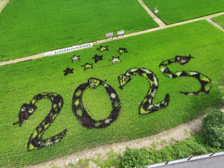 關渡彩繪稻田美翻！2025限定圖騰閃耀吸睛