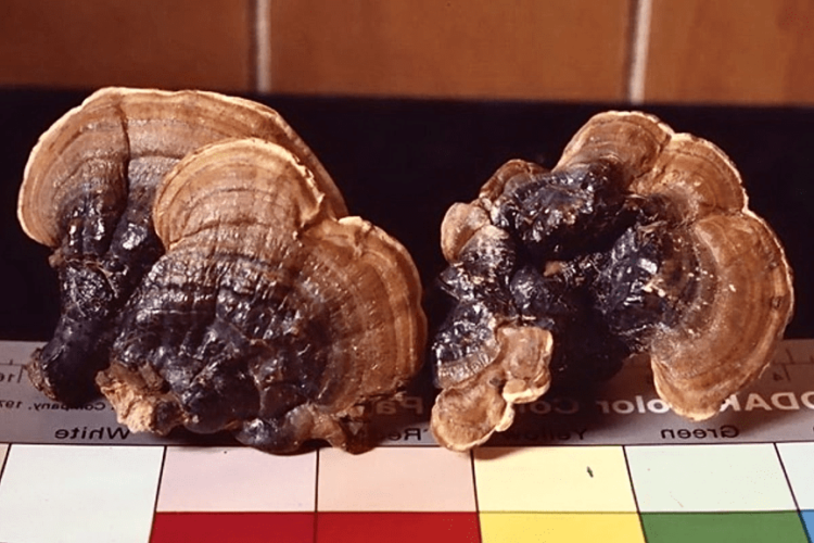 蘑法二十 蛻變創新蘑法生技獨家專利新亮點七月24生技展新成果 蘑法二十 蛻變創新蘑法生技獨家專利新亮點七月24生技展新成果