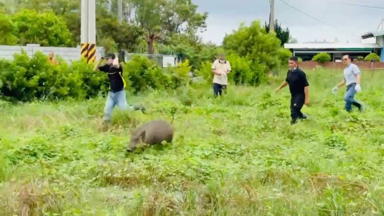 影音/颱風吹垮嘉義圍牆 2逃逸山豬身中麻醉針狂竄難制伏 影音/颱風吹垮嘉義圍牆 2逃逸山豬身中麻醉針狂竄難制伏