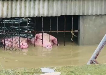 影音/暴雨嘉義豬舍變水牢 上千頭來不及救慘滅頂