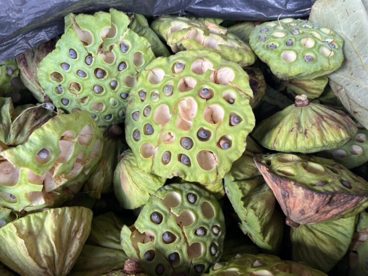 影音/極端氣候與蓮藕腐敗病 白河蓮子今年產量銳減