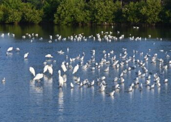 臺灣國際觀鳥馬拉松邁向第十三屆  參賽人數及國際參與創新高