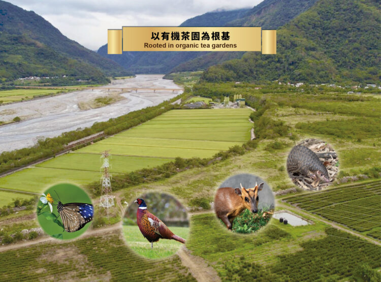 路易十四莊園不只有機　更重視生物多樣性