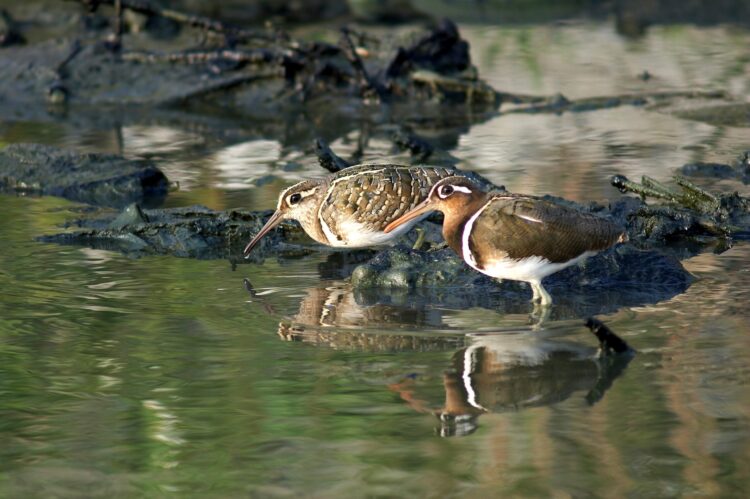 雲嘉南讓賞鳥變EASY　定點定時專人導覽來個不一樣的假日之旅