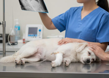 動物癌症治療的新里程碑！免疫治療結合DR70-vet腫瘤監測　揪出毛孩的無聲警訊