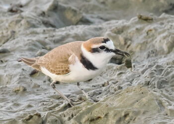 雲嘉南讓賞鳥變EASY　觀鳥生態小旅行夯高CP值的體驗