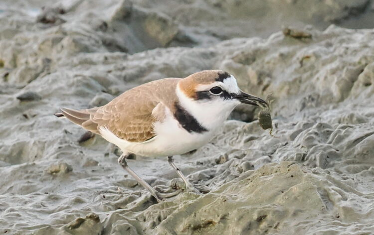 雲嘉南讓賞鳥變EASY　觀鳥生態小旅行夯高CP值的體驗