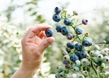 昨天還在樹上的藍莓！2026山丘藍產季開始！來自阿里山的現摘藍莓 每日產地直送今年產量有限 僅在官網銷售